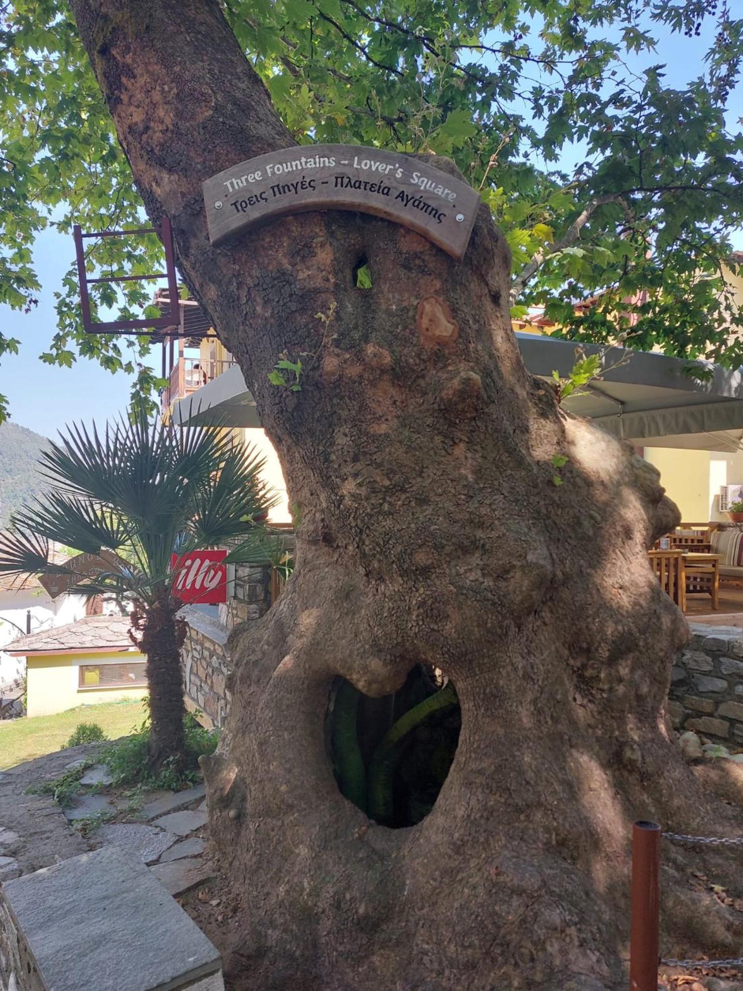 Amaya Pine Studio Παναγία Εξωτερικό φωτογραφία